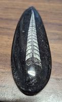 Top view showing full Orthoceras fossil in dark marble