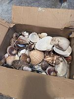 Open cardboard box containing assorted natural seashells of different sizes, shapes and colours