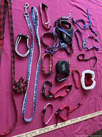 Entire set of collars, two fabric leashes and one retractable leash laid out