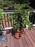 Full view of potted ficus on deck