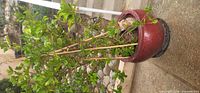 Gardenia shrub in red glazed pot with bamboo supports