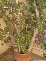Full view of mature jade plant in terracotta pot