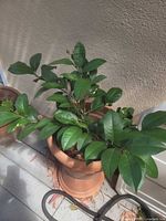 Meyer lemon tree with green leaves and small fruit in terracotta pot