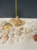 All shells laid out with tape measure; large conch prominent