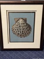 Full view of framed seashell artwork