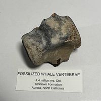 Front and top view of fossil vertebra with identification label