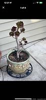 Full view of potted Aeonium in ceramic pot on metal stand