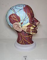 Left profile of model showing external muscular and neural anatomy
