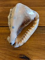 Shell aperture showing glossy interior and teeth-like lip