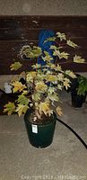 Full view of the live variegated maple tree with green and yellow leaves in its pot.
