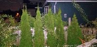 Five vertical live cedar trees against a fence at night, showing their height and dense foliage.