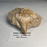 Overall view of fossil tooth embedded in matrix