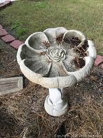 Front view of concrete birdbath shaped like a flower with some debris in bowl