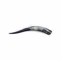 Full view of entire polished bull horn