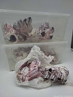 Two clear plastic bins stacked, each holding several pink-purple barnacle shell clusters