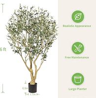 Product image showing full 6 ft olive tree with pot and dimensions