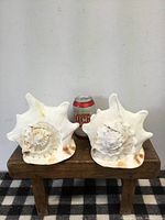 Front view of both conch shells with soda can for scale