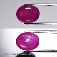 Oval purplish-red cabochon ruby held in tweezers showing color and luster