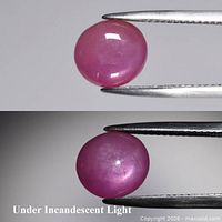 Front view of oval cabochon star ruby held by tweezers