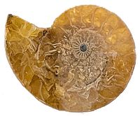 Front view of polished ammonite showing spiral ribs and sutures