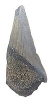 Front view of the fossilized shark tooth showing shape, serrations and coloration