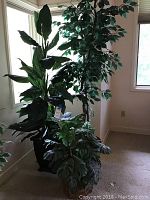 Three artificial plants/trees positioned near windows showing detail of foliage and planters.