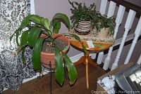 Pedestal table shown with three different potted plants placed on top and next to it, showcasing arrangement and condition of table and plants.