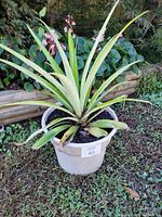 Oblique view of potted pineapple plant showing pot and foliage