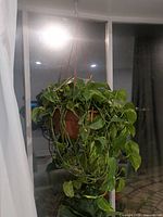 Pothos plant in hanging planter overall view