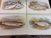 Four fish prints laid out flat showing different fish species with names and natural backgrounds