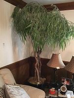 Full view of tall faux tree plant with braided trunk, green leaves, and black pot next to couch and lamps.