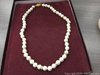 Entire necklace laid flat on burgundy velvet-lined box, showing full strand of 49 pearls and clasp