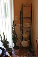 Overview of four cactus plants in pots beside a black metal four-tiered plant stand with two watering cans on shelves