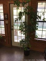 Full view of the tall artificial leafy plant next to a door to illustrate height and context.