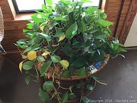 Side view of top of the round wicker table with plant on top.