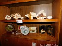 Wooden shelves holding 5 sea shells on top shelf, below shelf has glass figurines, fine china plate, and photo frames