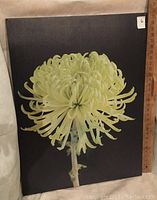 Canvas wall art showing a lime green flower on a black background with a ruler beside it to indicate size.