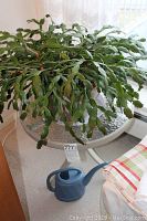 Christmas Cactus in grey pot on round glass-top patio table with small blue watering can beside it
