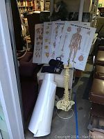 Photo showing full lot contents including anatomical wall posters, spine model, cervical chair, and some medical instruments.