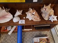 Shelf containing multiple seashells of various sizes and shapes arranged in a row, with some books and tubes stored below.