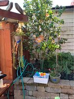 Image showing plants and yard art hanging on a tree with spray paint cans in white basket on stone ledge