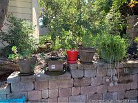 Full view of the four plants and one empty pot on stone ledge.