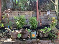 Wide shot of potted plants and metal yard art against stone wall. Focus on arrangement and contents of lot.