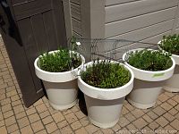 Shows three large white plastic planters filled with soil and plants, each enclosed by a metal tomato cage, placed outdoors on paved ground near door and siding.