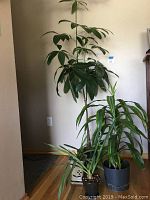 Four houseplants including a tall money tree and dracaena with large green leaves; orchid plants not clearly visible.