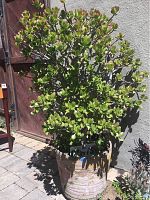 Full view of a large jade plant standing about 58 inches tall with dense green leaves, placed outside against a wall and wooden gate, showing the overall size and condition of the plant and pot.