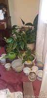 Photo showing several live indoor plants along with multiple ceramic, plastic, and glass pots on a carpeted floor near a window. Largest plant approx 36 inches tall.