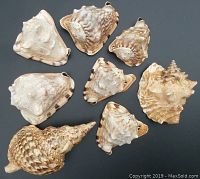 Lot of 8 large conch shells displayed on a dark surface. Shells vary in size and have natural brown and cream patterns.