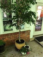 Large braided trunk Ficus tree with green leaves in yellow ceramic pot on wheels on wooden porch.