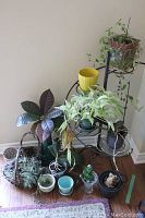 Full view of assorted live plants, pots, plant stand and baskets arranged near corner wall.